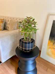 Modern Gold Plated Iron Plant Stand Black Pot Indoor Desktop Planter for Green Plants Minimalist Design Jaffs Exports JE2229 - Product Image 3