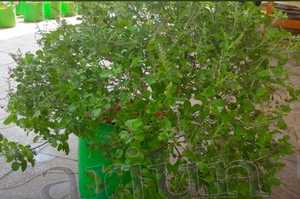 Bolsas de Cultivo de Tela No Tejida de 20L para Plántulas, Ecológicas y Transpirables - Product Image 4