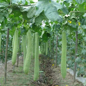 Semillas Híbridas de Calabaza Esponjosa F1 con Alta Tasa de Germinación, Frutos Largos y Tiernos, Variedad Resistente a Enfermedades para Cocina y Jardín - Product Image 6