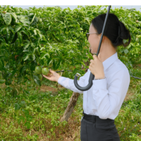 Vietnamese Paarse Passievrucht – Natuurlijk Pittig & Premium Kwaliteit – 10-14 vruchten/kg