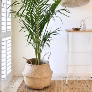 Woven Seagrass Belly <b>Basket</b> for Storage Plant Pot <b>Laundry</b> and Grocery <b>Basket</b> with Handle Wholesale Export from Vietnam Factory - Product Image 5