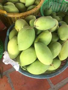 Vente en gros de fruits tropicaux mangue douce et juteuse meilleure qualité exportation d'origine vietnamienne - Product Image 4