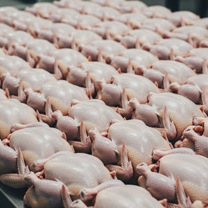 Pechuga de Pollo Halal Congelada de Calidad de Exportación, Sin Hueso ni Piel, Carne de Aves de Corral de Origen Agrícola, Procesada Higiénicamente, Suministro a Granel para el Mercado - Product Image 1