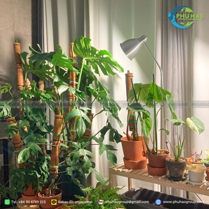 Cinta de Fibra de Coco Orgánica para Jardinería Sostenible, de Alta Calidad y Buen Precio - Product Image 2