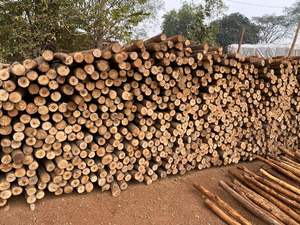 Postes de madera de eucalipto resistentes para agricultura, soporte de jardines, cercas, paisajismo exterior y construcción duradera - Product Image 3