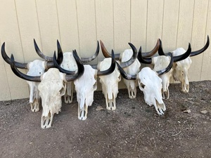 Cuernos de Vaca Orgánicos Pulidos de Calidad con Forma Natural para Decoración del Hogar - Precio - Product Image 5