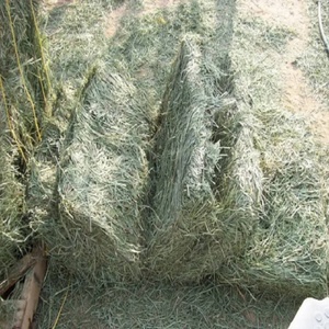 Heno de Alfalfa de Grado Alimenticio, Paca de Paja para Ganado, Caballos, Cerdos y Cabras con Proteína, Bolsa de 25 kg, 14% de Humedad, 10% de Aditivos, África - Product Image 6
