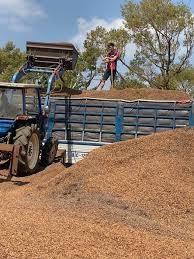 Cáscara de Café Natural, Materia Prima Versátil para Agricultura e Industria |   Biorcombustible Eficiente y Ecológico - Product Image 3