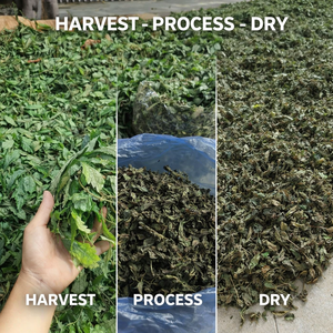 Proveedor de Hoja Amarga Seca de Vietnam, Hoja Amarga Lavada Premium 500g-2lbs, Fabricante OEM de Hoja Amarga ANGLE - Product Image 2