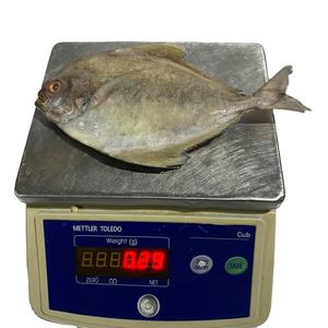 ปลาดุกปอมปาโน่สีดำและสีแดงตัวเลือกในหมวดหมู่ปลาเพื่อขาย - Product Image 1