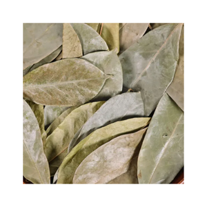 Bulk Dried Graviola Leaves for Beverage Production - Product Image 3