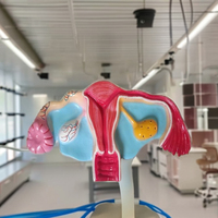 MAYALAB Nuevo Modelo de Útero Humano Mhu23m para Enseñanza Médica y de Enfermería, y Demostración Anatómica de Ciencias Reproductivas