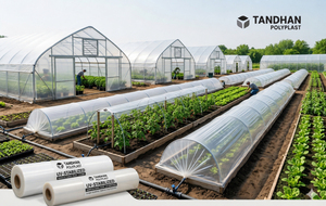 Lámina Agrícola Transparente de Polietileno con Tecnología Anti-Goteo y Estabilización UV TANDHAN para Invernaderos, Gestión del Calor, Bengala Occidental - Product Image 3