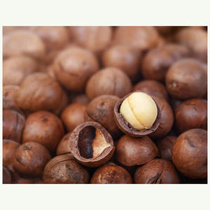 High Quality Raw Macadamia <b>Kernels</b> Macadamia <b>Nuts</b> available Roasted - Product Image 6