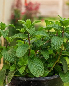 Feuilles de menthe séchées de qualité supérieure pour tisanes, usage alimentaire et industriel - Product Image 2