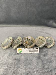 <b>Abalone</b> <b>Shell</b> Polished Seashell Large 2''-3" Wholesale Color Sage Burning - Product Image 6