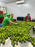 Verse Groene Vietnam Pitloze Kalk Voor Export Met Uniforme Grootte En Lange Houdbaarheid