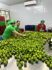 มะนาวไร้เมล็ดเวียดนามสีเขียวสดสำหรับส่งออกมีขนาดสม่ำเสมอและอายุการเก็บรักษานาน - Product Image 2