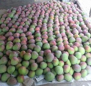 มะม่วงสดจากเวียดนามขายส่งคุณภาพสูง2025พรีเมี่ยมจากโรงงานเวียดนาม - Product Image 5