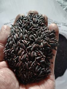 ข้าวหอมมะลิเวียดนามคุณภาพสูง เมล็ดยาว แข็งแรง ปลอดสาร GMO ขายส่ง ปริมาณมาก รับผลิตแบบ OEM แบรนด์ส่วนตัว อาหารเพื่อสุขภาพ ส่งออก - Product Image 3