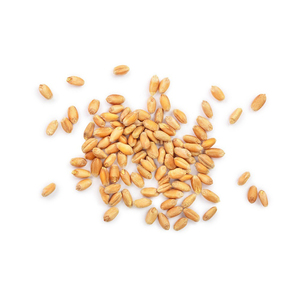 Blé tendre de qualité supérieure en gros, vente en vrac de qualité alimentaire, prêt à être expédié, approvisionnement pour l'exportation - Product Image 4