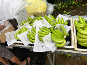 Exportar grado Cavendish plátanos amarillo brillante textura suave y sabor dulce - Product Image 5