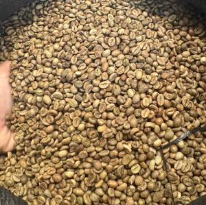 Approvisionnement direct Vietnam Grains de café vert Robusta et Arabica Qualité AA+ Taille 16 Pur Naturel Export en vrac Sacs PP de 60 kg pour Espresso - Product Image 1