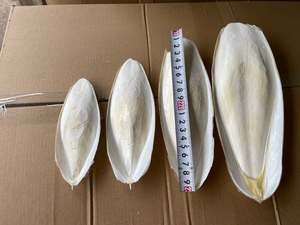 Os de Seiche Séché du Vietnam (Marque 99GD) - Qualité Supérieure 20CM+ pour Suppléments de Calcium pour Animaux & Acheteurs en Gros - Product Image 3