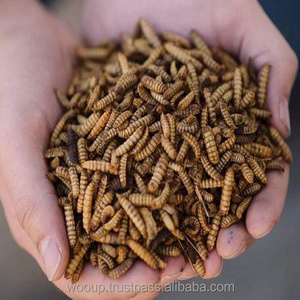 Vente en gros LARVE DE MOUCHE DE SOLDAT NOIR Nourriture de volaille séchée vers de farine séchés du Vietnam - Product Image 2