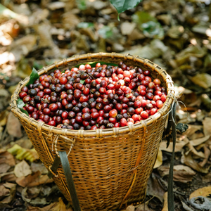 Granos de Café Robusta de Vietnam de Alta Calidad, Secados al Sol, con Rico Sabor, Venta al Por Mayor, OEM/ODM Disponible - Product Image 3