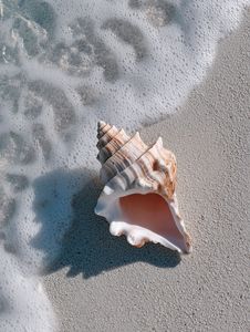 Coquille de trompette géante raraude du Vietnam, Charonia Tritonis naturelle, grande taille, pour décorations d'aquarium domestique - Macy - Product Image 6