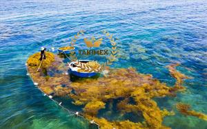 สาหร่ายทะเลสาหร่ายทะเลแห้ง10ปอนด์100% ธรรมชาติธรรมชาติที่มีคุณค่าทางโภชนาการสูงการเก็บเกี่ยวของชาวเวียดนาม - Product Image 2