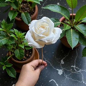 ดอกไม้โซล่าวู้ด VADEE SOLA WOOD FLOWER ทำมือ ดอกไม้โซล่าวู้ดรูปดอกกุหลาบ ขนาด 6.5 ซม. ทำจากเส้นใยพืชเซสบานียา จากประเทศไทย - Product Image 2