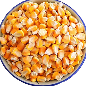 Servicio OEM, Maíz para Alimentación Animal de Primera Calidad, Venta al Por Mayor, Listo para Enviar, Suministro de Exportación a Granel de Alta Calidad - Product Image 6