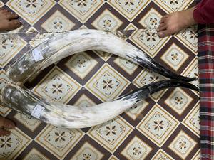Cuernos de toro pulidos a mano, naturales, de 28-30 pulgadas, par a juego, para decoración del hogar al estilo western. - Product Image 5