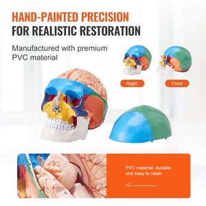 Modelo de Cráneo Anatómico de PVC de Tamaño Real, 8 Partes del Cerebro Humano y 3 Partes del Cráneo Pintadas, Anatomía Desmontable para Uso Escolar - Product Image 5