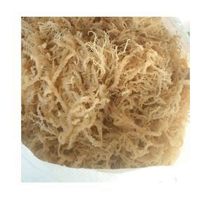 Algas secas al sol Cottonnii/musgo marino/Chondrus Crispus seco sin sal alta calidad precio barato a la venta - Product Image 1