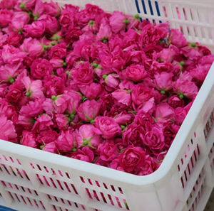 2026 Hot Selling Wholesale <b>Dried</b> Wholesale Price High Quality OEM Service Packing Available in Cheapest Rose <b>Petals</b> in Custom - Product Image 4