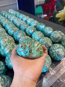 เปลือกหอยมาร์มาทาตัสสีเขียวขัดเงา 99 GOLD DATA Natural Turbo งานฝีมือทำมือ ทนทาน ตกแต่งบ้าน งานประดิษฐ์ รุ่น Emma - Product Image 5