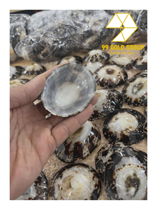 Concha de Limpet Redonda Pulida Decorativa y Ecológica con Temática Animal para Empaque de Regalos y Decoración del Hogar por 99 Gold Data - Product Image 4