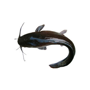High quality fresh catfish available at discount price for buyers seeking <b>large</b> quantity supply - Product Image 2