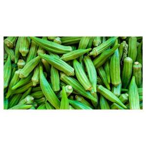 Export Ready <b>Fresh</b> Okra <b>Vegetable</b> with Strict Quality Standards for International Importers - Product Image 4