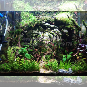 Natural Driftwood Aquarium Decoration for <b>Fish</b> <b>Tank</b> Irregular Shape Durable Ornament Simple Style Made in VietNam - Product Image 4