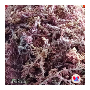 MUSGO MARINO MORADO SECO A GRANEL DE 25 KG, MATERIA PRIMA ECOLOGICA DE EUCHEUMA PARA POLVO DE GRADO ALIMENTICIO INDUSTRIAL - Product Image 1