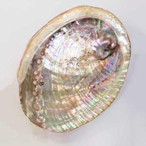 Smudging <b>abalone</b> <b>shells</b> good price natural seashell highest quality raw sea <b>shell</b> wholesale - Product Image 2