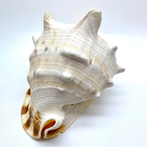 Cassis Cornuta Large Queen Helmet Conch Sea Shells Big Seashells for Home Decor and Collection - Product Image 3