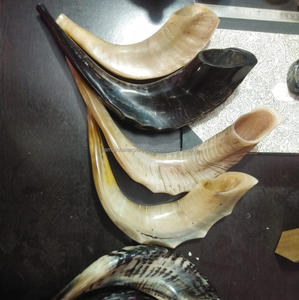 Chofar casher de haute qualité, authentique corne de bélier, forme naturelle, Rosh Hashanah, Yom Kippur, fait main, poli, religieux - Product Image 5