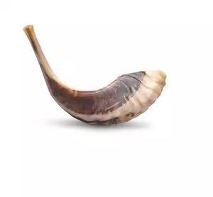 Shofar Auténtico de Cuerno de Carnero Natural Semipulido, Cuerno Musical, Regalo Judío para Mujeres y Hombres - Product Image 2