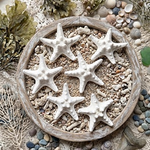 Estrellas de mar, conchas marinas naturales y accesorios de conchas para decoración de acuarios y playa. - Product Image 6