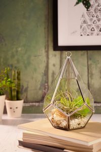 Terrario Pequeño Personalizado de Metal y Vidrio Negro, Macetero Moderno de Vidrio para Plantas de Interior, Suculentas, Plantas Aéreas y Terrarios DIY - Product Image 2